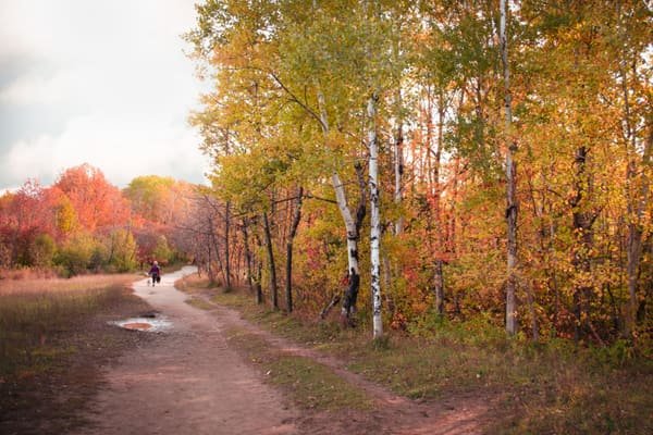 Illustrative photograph: a walking path lined with trees in autumn colours. The place is not in Switzerland.